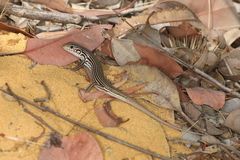 Odd-Striped Ctenotus photo 4
