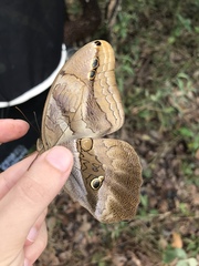 Eryphanis automedon