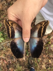 Eryphanis automedon