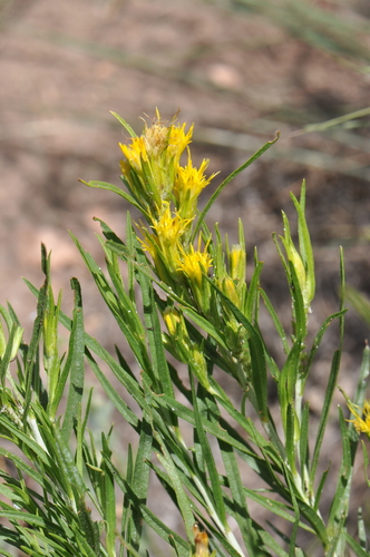 Ericameria parryi var. parryi