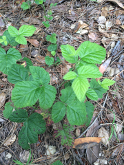 Rubus ursinus macropetalus