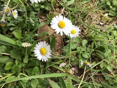 Bellis perennis