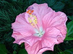 Hibiscus rosa-sinensis