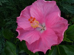 Hibiscus rosa-sinensis