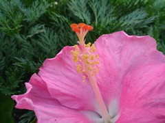 Hibiscus rosa-sinensis