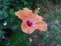 Hibiscus rosa-sinensis