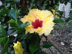Hibiscus rosa-sinensis
