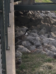 Anas platyrhynchos domesticus