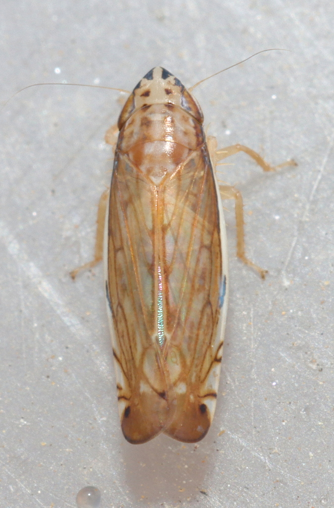 Capoideus cuprescens