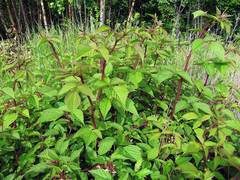 Rubus komarovii