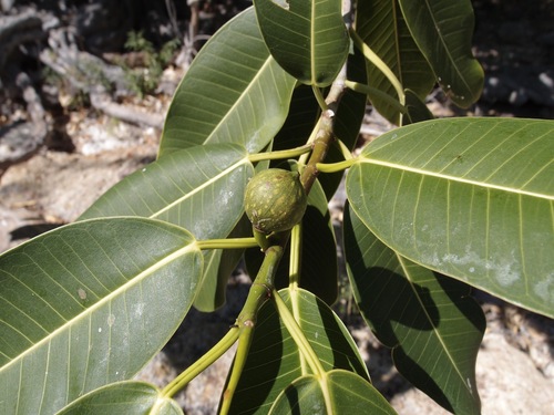 Image of Ficus insipida by (c) Sue Carnahan, some rights reserved (CC BY)