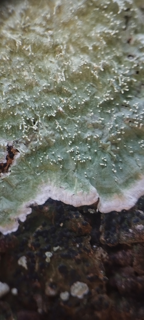 Diorygma antillarum from 24655 Camp., México on December 24, 2023 at 10 ...