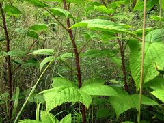 Rubus komarovii