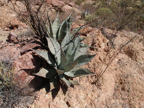 Agave colorata