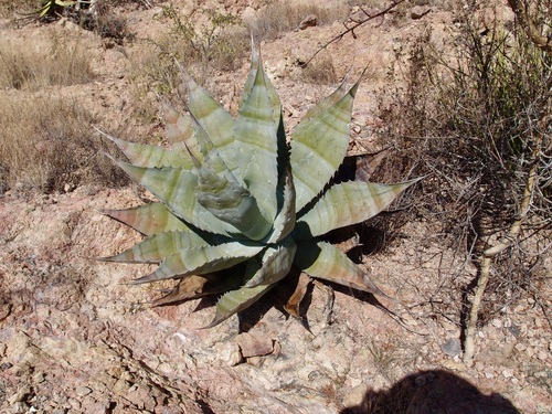 Agave colorata