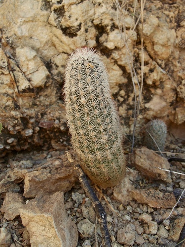 Image of Echinocereus scopulorum by (c) Sue Carnahan, some rights reserved (CC BY)