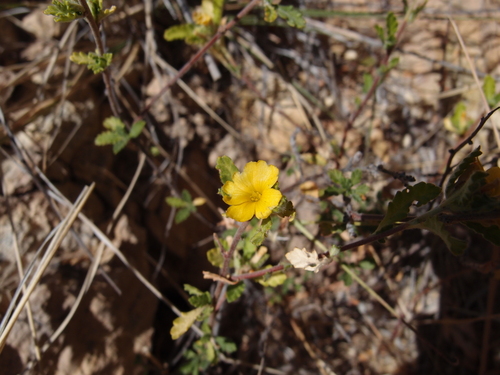 Image of Turnera diffusa by (c) Sue Carnahan, some rights reserved (CC BY)