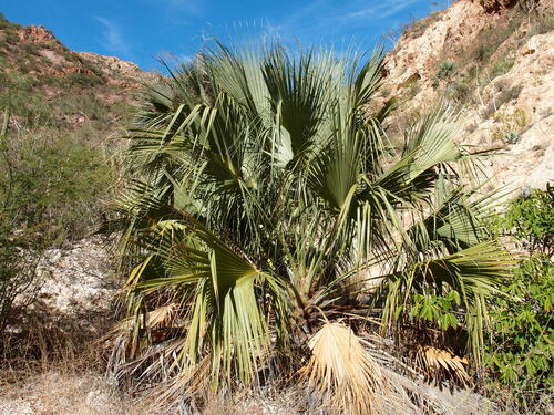 Image of Sabal uresana by (c) Sue Carnahan, some rights reserved (CC BY)