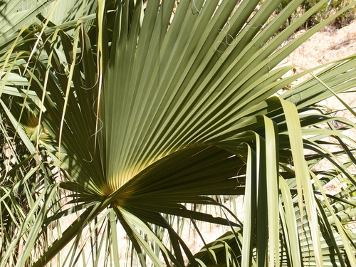 Image of Sabal uresana by (c) Sue Carnahan, some rights reserved (CC BY)