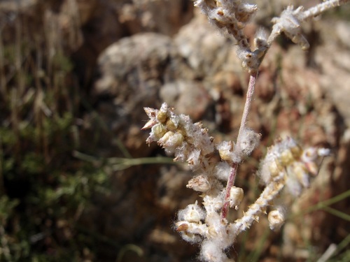 Texas snakecotton (Froelichia interrupta)