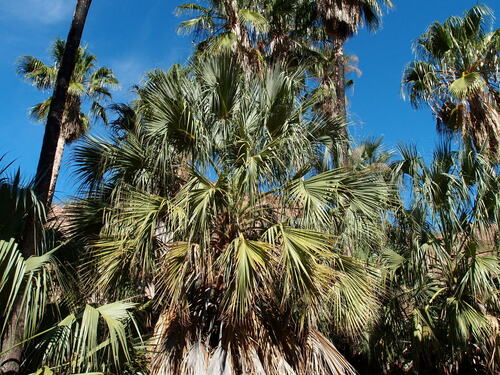 Image of Sabal uresana by (c) Sue Carnahan, some rights reserved (CC BY)