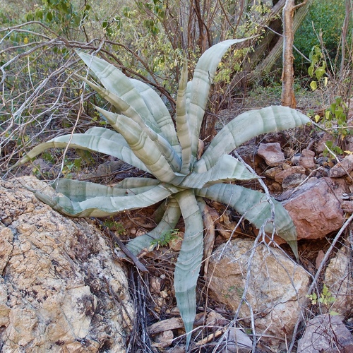 Agave colorata