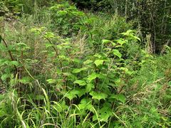 Rubus komarovii