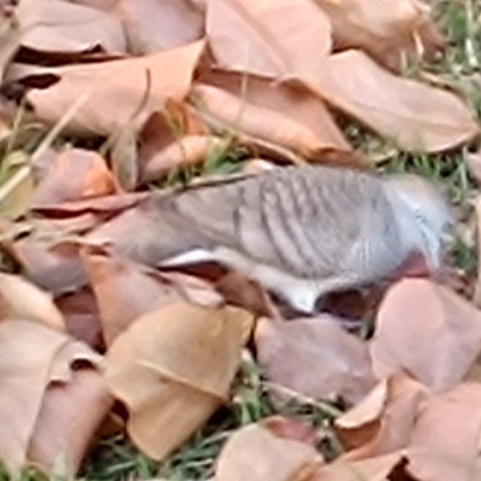 Zebra Dove In January 2024 By Sutthikhun Phaengphongsai INaturalist   Large 