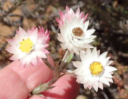 Image of Achyranthemum paniculatum by (c) Nicola van Berkel, some rights reserved (CC BY-SA)