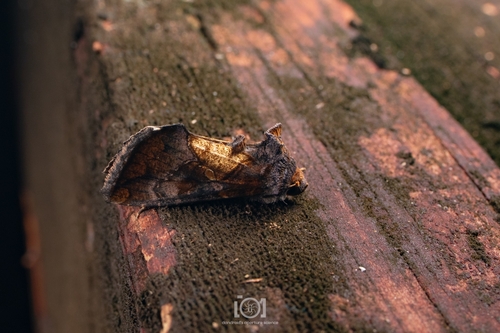 Golden Looper Moth photo 3