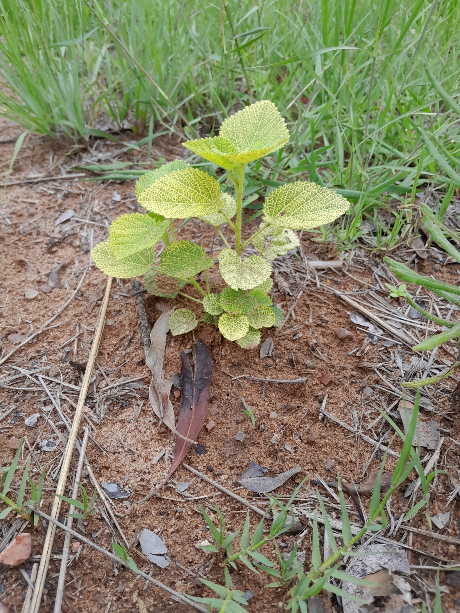 Imagem de Malva Branca