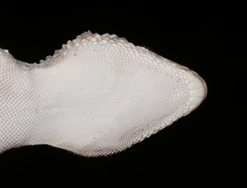 Button-Scaled Gecko