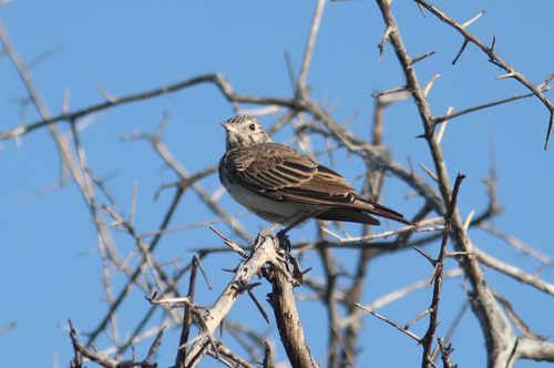 Dusky Lark (Pinarocorys nigricans), photo 7