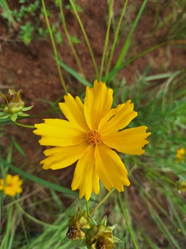 Foto de Margaridinha