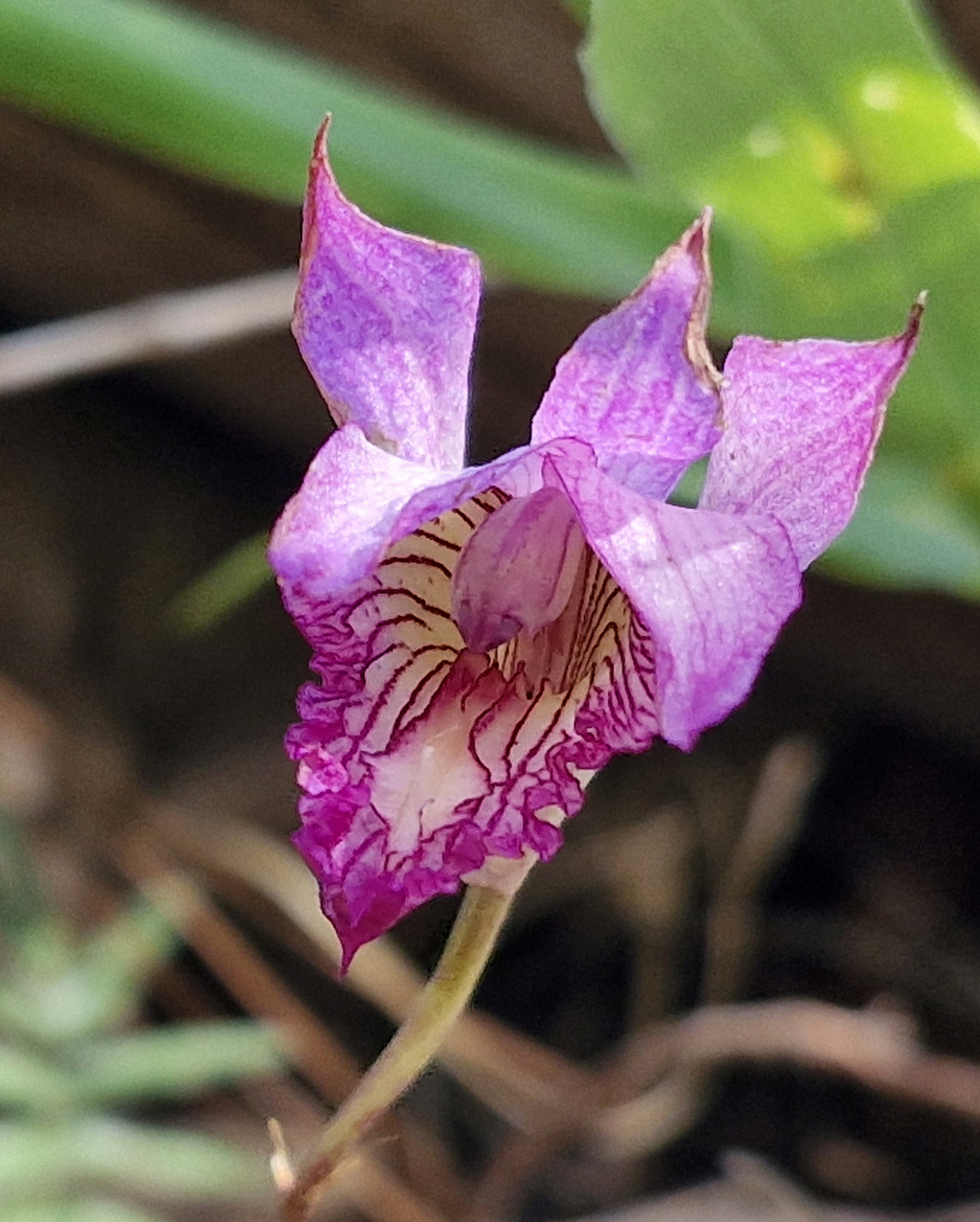 Bletia warfordiana Sosa 2