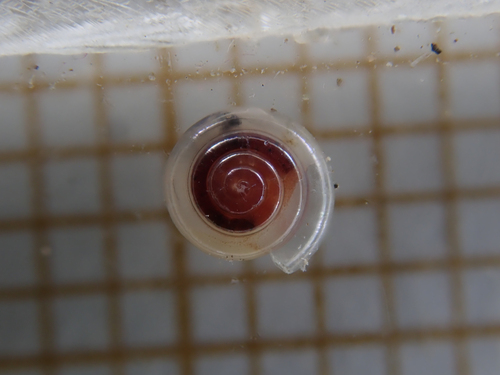 Milky Crystal-snail, 34380 Argelliers, France, photo 9 of 10