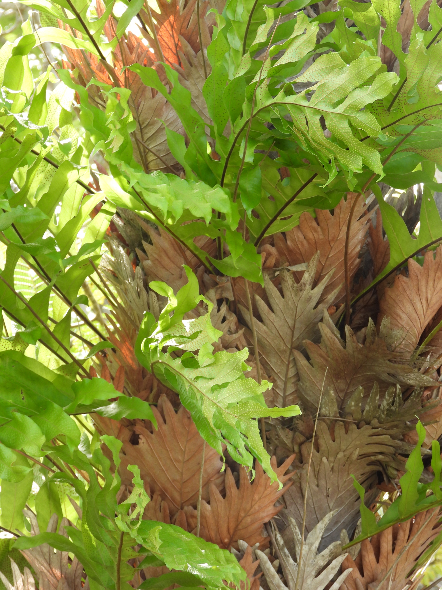 ビカクシダ　エレウィル　ドリナリア ビカクシダ エレウィル ドリナリア