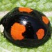 Harmonia axyridis spectabilis - Photo (c) bsteer, some rights reserved (CC BY-NC), uploaded by bsteer