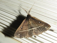 Adrapsa ablualis