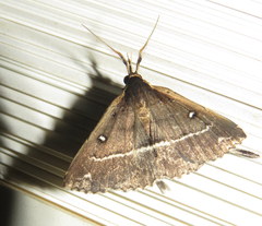 Adrapsa ablualis