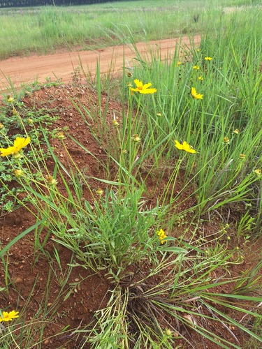 Foto de Margaridinha