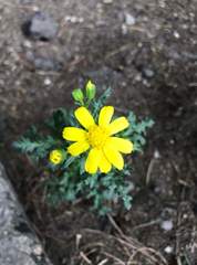Senecio vernalis