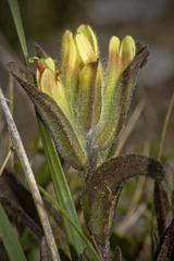 Castilleja affinis neglecta