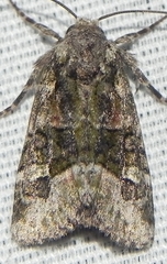 Lacinipolia olivacea