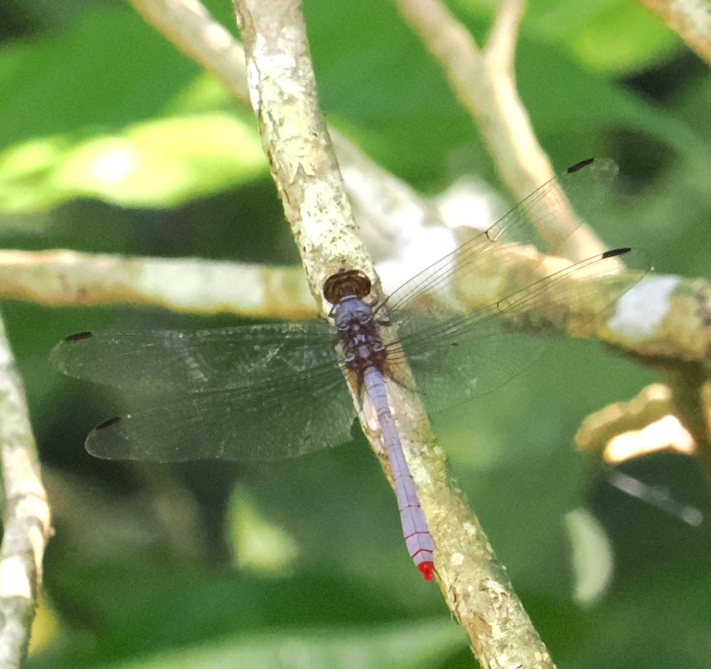 Rhodopygia pruinosa