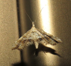 Palaeodes samealis