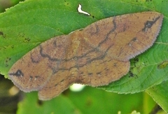 Apodrepanulatrix liberaria