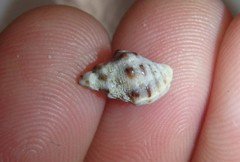 Phycothais reticulata