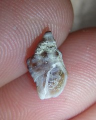 Phycothais reticulata