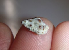 Phycothais reticulata